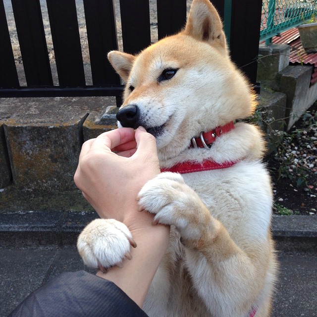 加拿大队在国际乒联混合团体世界杯中的未来潜力与发展空间，加拿大乒乓球混双名单